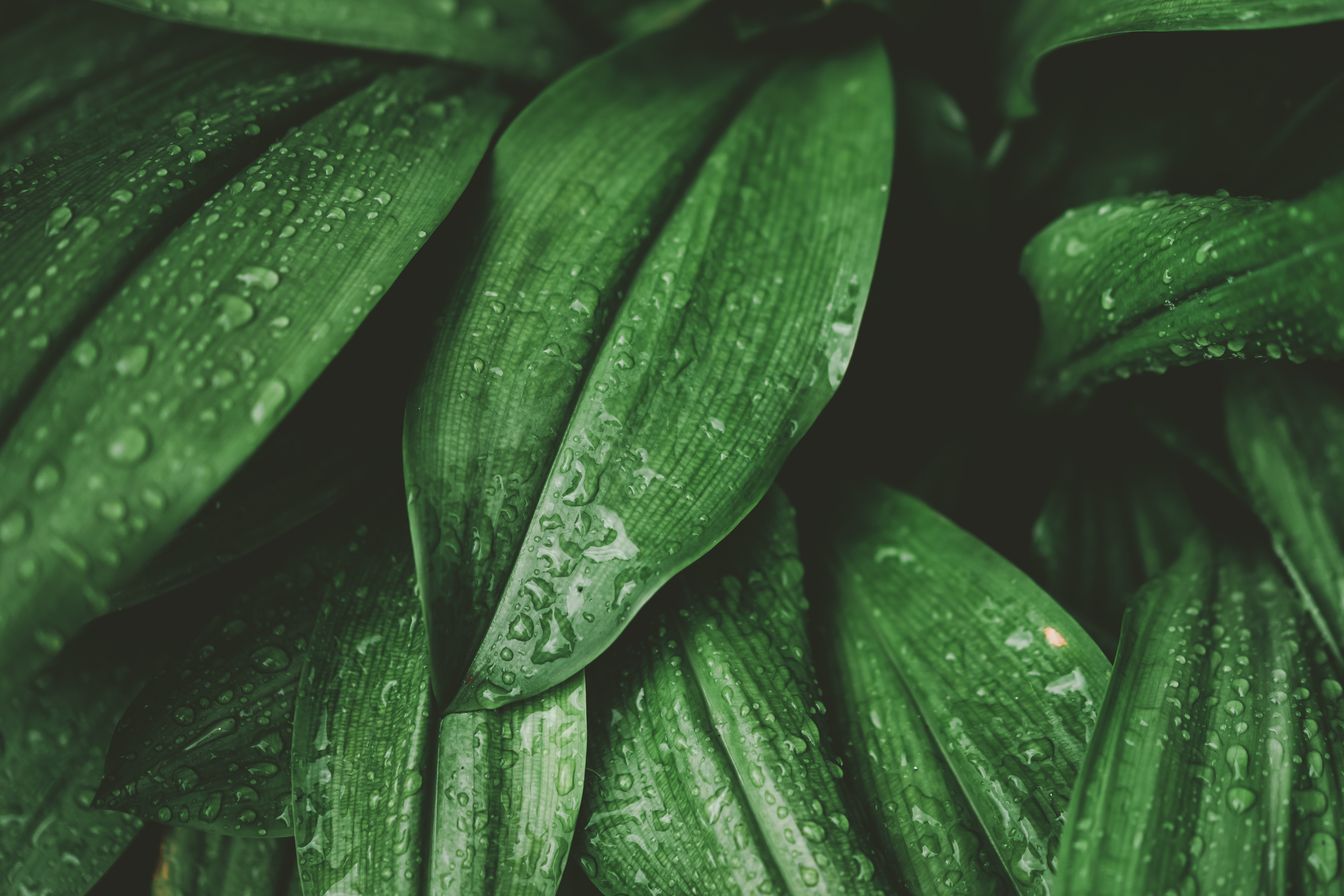 Una foglia verde con gocce di rugiada