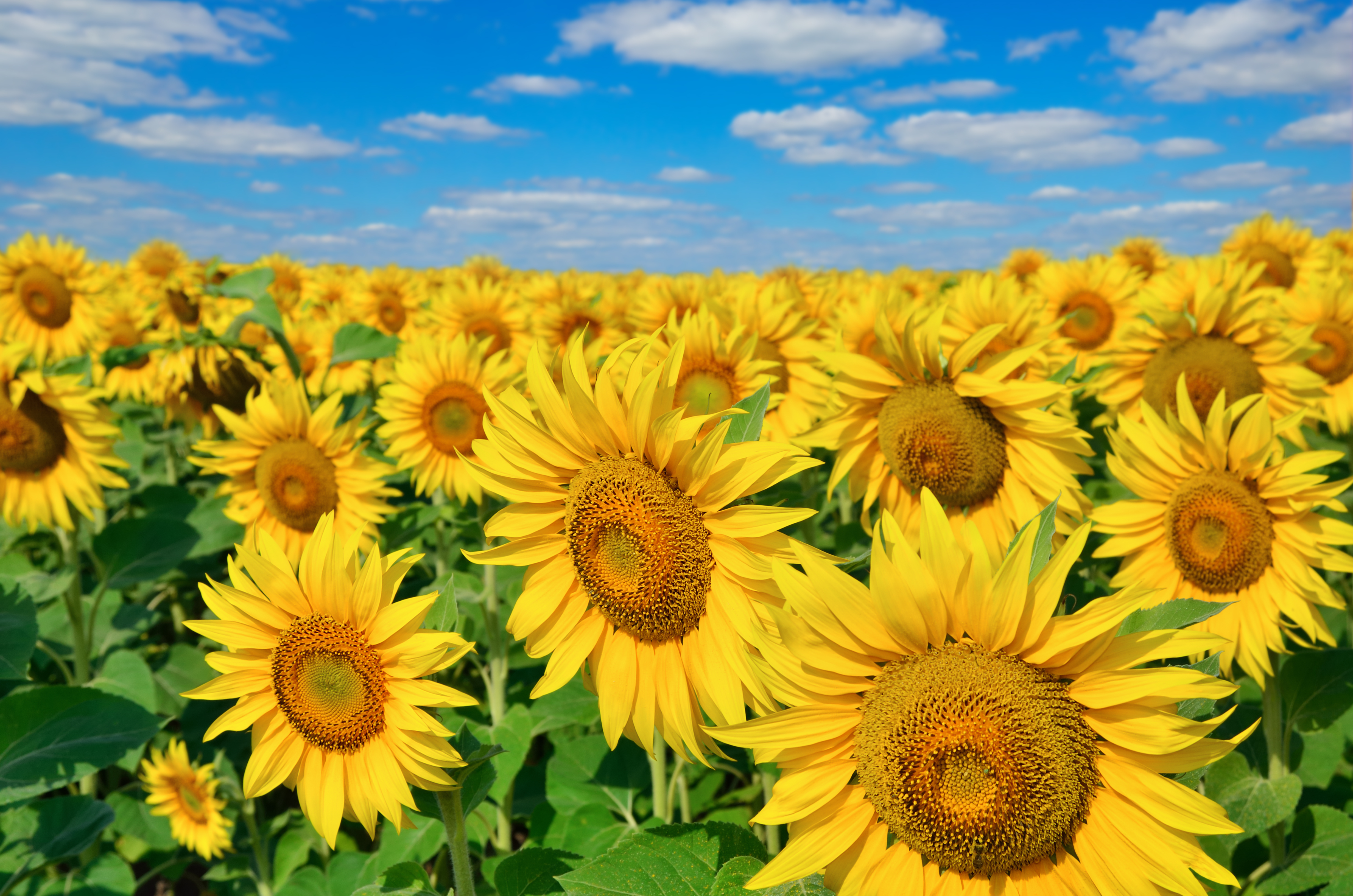  Un campo di girasoli sotto il sole.