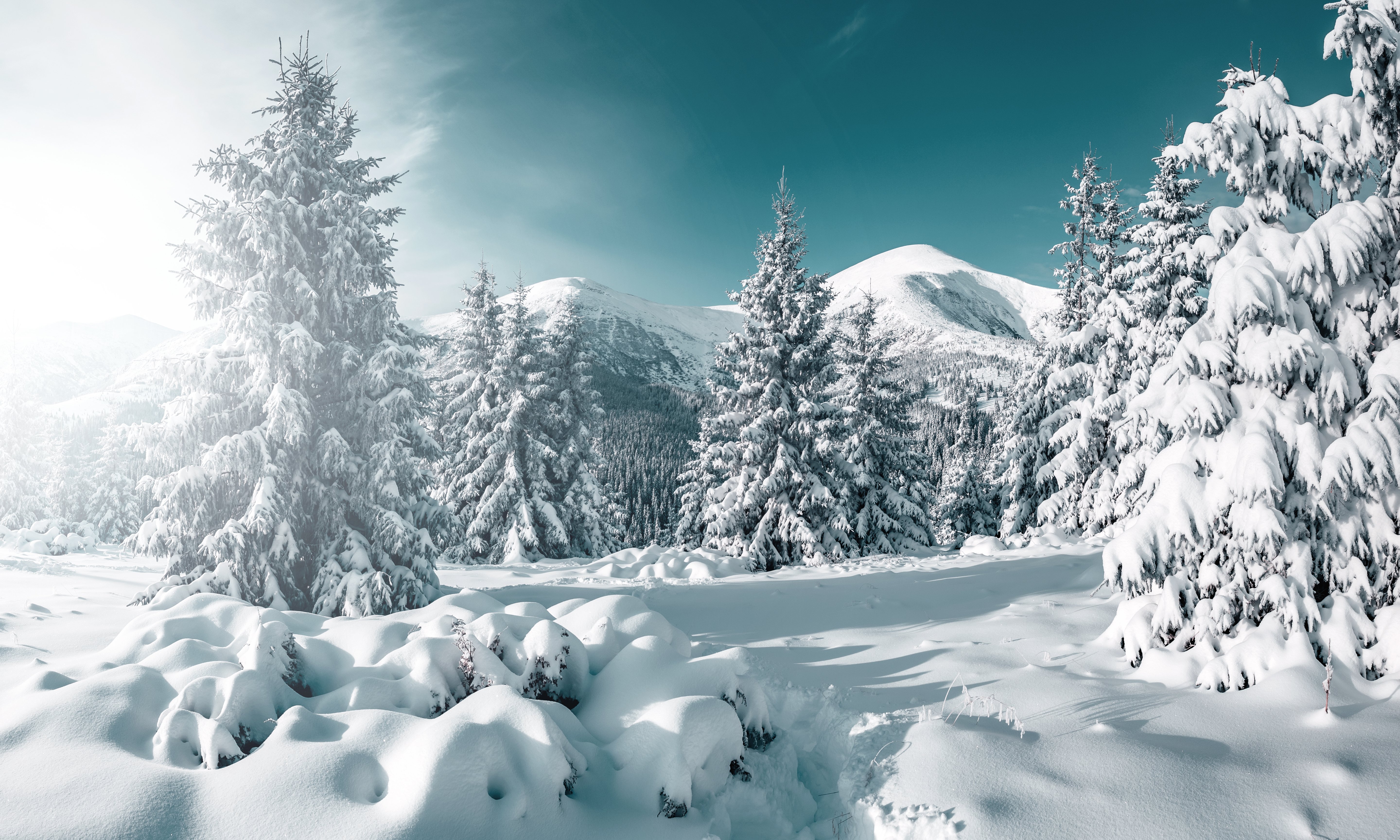 Un paesaggio innevato con alberi coperti di neve.