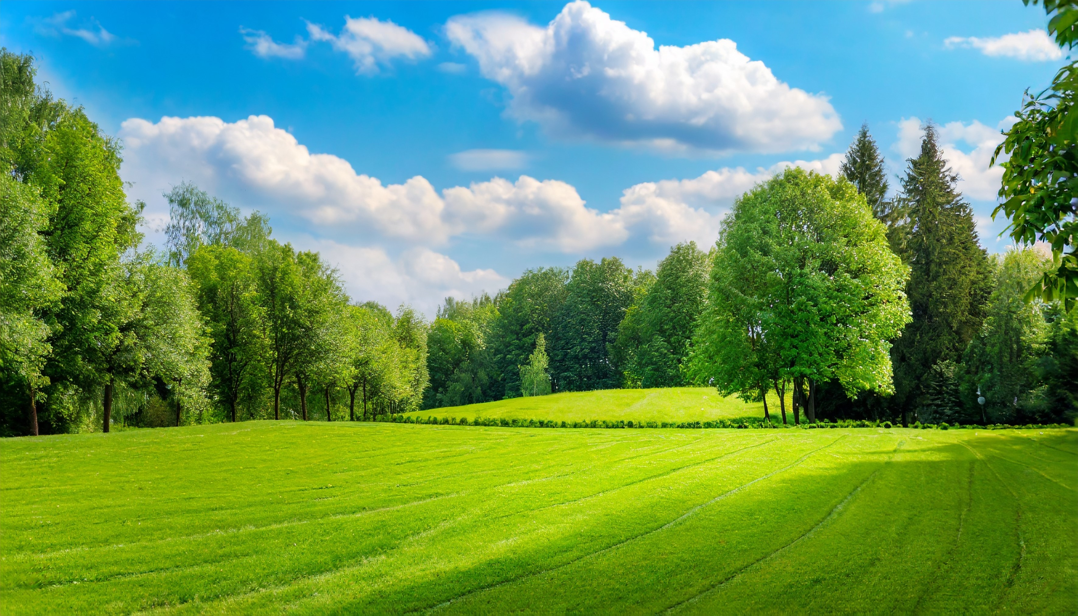 Un prato verde con alberi in lontananza.
