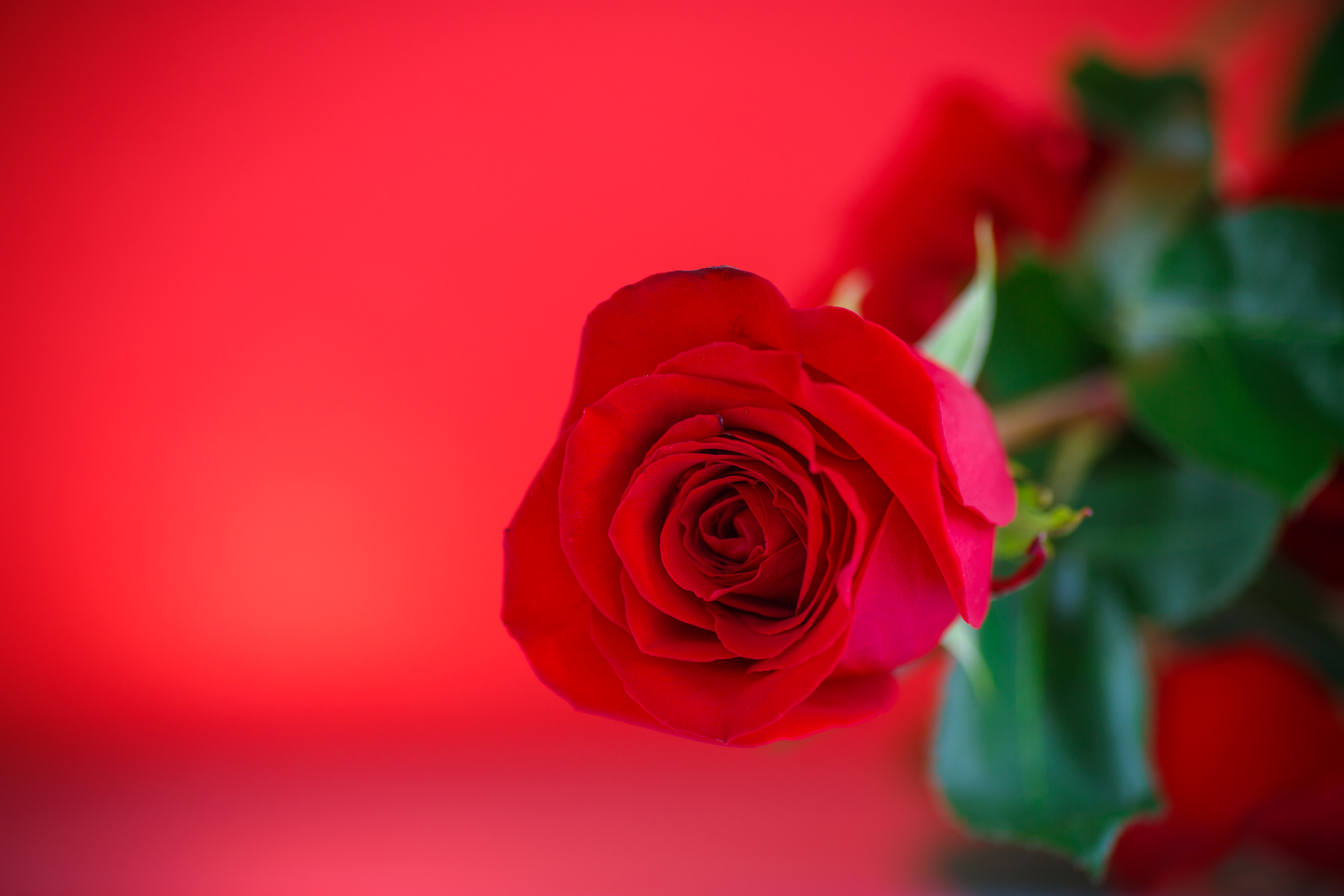 Una rosa rossa su uno sfondo rosso.