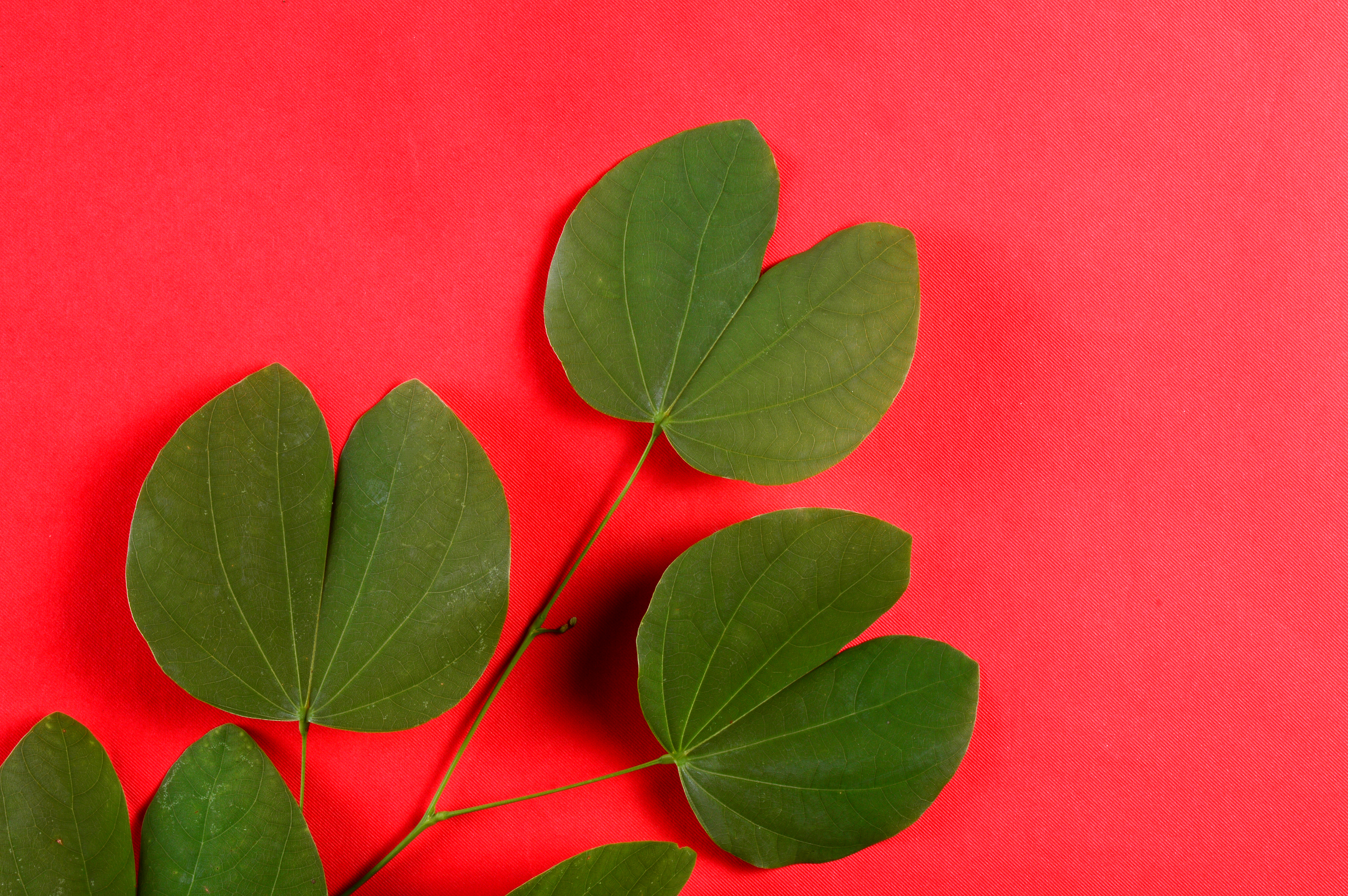 Foglie a forma di cuore di una pianta su sfondo rosso acceso.